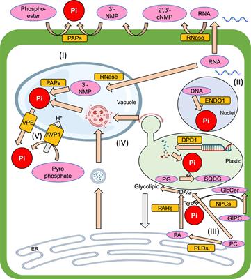 Intracellular phosphate recycling systems for survival during phosphate starvation in plants